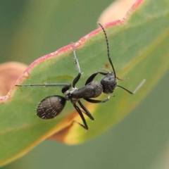 Camponotus aeneopilosus (A Golden-tailed sugar ant) at O'Connor, ACT - 26 Jan 2023 by ConBoekel