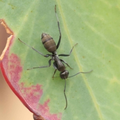 Camponotus aeneopilosus at O'Connor, ACT - 27 Jan 2023 10:30 AM