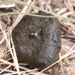 Lucilia sp. (genus) at O'Connor, ACT - 27 Jan 2023