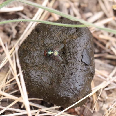 Lucilia sp. (genus) (A blowfly) at O'Connor, ACT - 27 Jan 2023 by ConBoekel