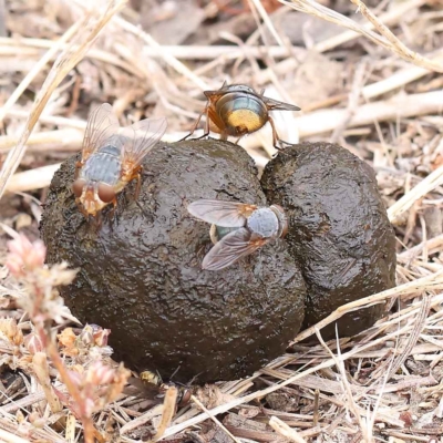 Calliphora stygia (Brown blowfly or Brown bomber) at O'Connor, ACT - 27 Jan 2023 by ConBoekel