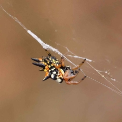 Austracantha minax (Christmas Spider, Jewel Spider) at O'Connor, ACT - 27 Jan 2023 by ConBoekel