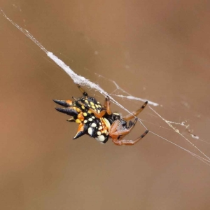 Austracantha minax at O'Connor, ACT - 27 Jan 2023