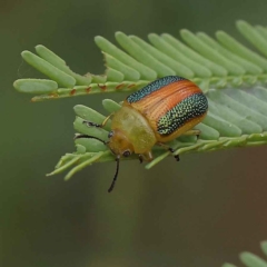 Calomela parilis (Leaf beetle) at O'Connor, ACT - 26 Jan 2023 by ConBoekel