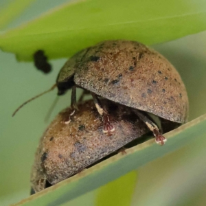 Trachymela sp. (genus) at O'Connor, ACT - 27 Jan 2023