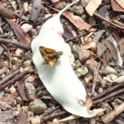 Ocybadistes walkeri (Green Grass-dart) at Sth Tablelands Ecosystem Park - 12 Mar 2023 by AndyRussell