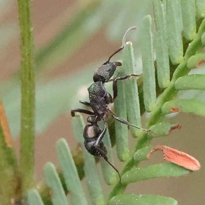 Rhytidoponera metallica (Greenhead ant) at O'Connor, ACT - 27 Jan 2023 by ConBoekel