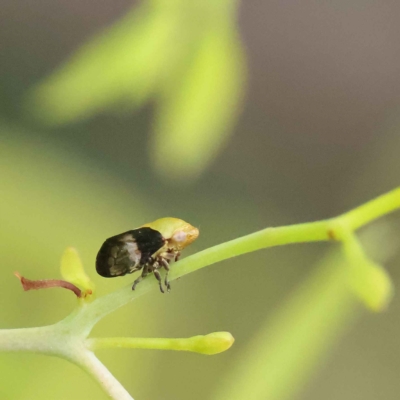 Chaetophyes compacta (Tube spittlebug) at O'Connor, ACT - 27 Jan 2023 by ConBoekel