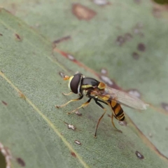 Simosyrphus grandicornis (Common hover fly) at O'Connor, ACT - 27 Jan 2023 by ConBoekel