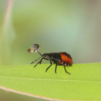 Oechalia schellenbergii (Spined Predatory Shield Bug) at O'Connor, ACT - 27 Jan 2023 by ConBoekel