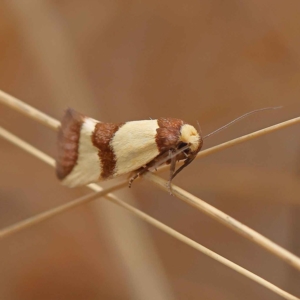 Chrysonoma fascialis at O'Connor, ACT - 27 Jan 2023 10:33 AM