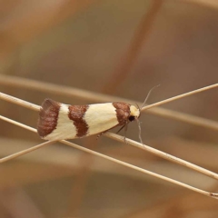 Chrysonoma fascialis at O'Connor, ACT - 27 Jan 2023 10:33 AM