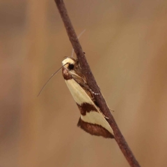 Chrysonoma fascialis at O'Connor, ACT - 27 Jan 2023 10:33 AM