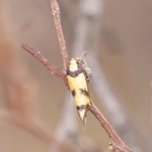 Olbonoma triptycha at O'Connor, ACT - 27 Jan 2023 10:15 AM