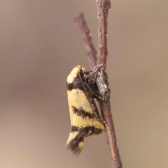 Olbonoma triptycha at O'Connor, ACT - 27 Jan 2023 10:15 AM