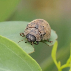 Trachymela sp. (genus) (Brown button beetle) at O'Connor, ACT - 26 Jan 2023 by ConBoekel