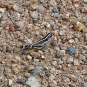 Macrotona australis at Molonglo Valley, ACT - 12 Mar 2023