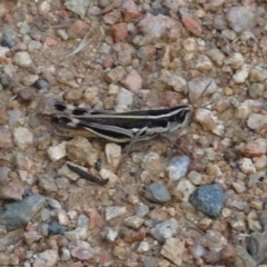 Macrotona australis at Molonglo Valley, ACT - 12 Mar 2023