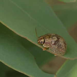 Paropsisterna laesa species complex at O'Connor, ACT - 27 Jan 2023 10:18 AM