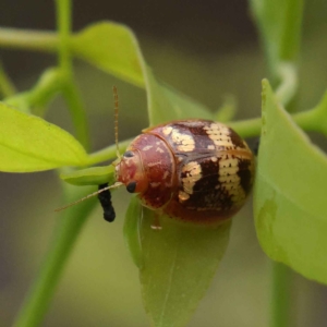 Paropsisterna sp. ("Ch11" of DeLittle 1979) at O'Connor, ACT - 27 Jan 2023