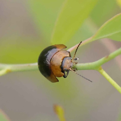 Paropsisterna cloelia (Eucalyptus variegated beetle) at O'Connor, ACT - 26 Jan 2023 by ConBoekel