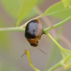 Paropsisterna cloelia at O'Connor, ACT - 27 Jan 2023