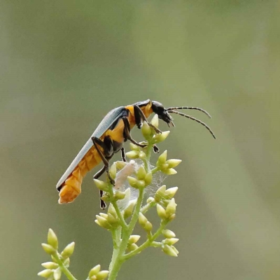 Chauliognathus lugubris (Plague Soldier Beetle) at O'Connor, ACT - 27 Jan 2023 by ConBoekel