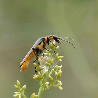 Chauliognathus lugubris (Plague Soldier Beetle) at O'Connor, ACT - 27 Jan 2023 by ConBoekel