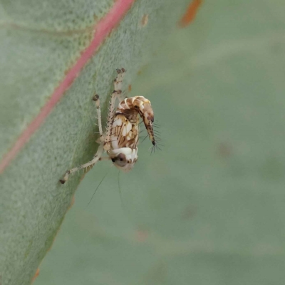 Cicadellidae (family) (Unidentified leafhopper) at O'Connor, ACT - 26 Jan 2023 by ConBoekel