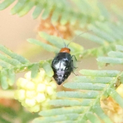 Adoxia benallae (Leaf beetle) at O'Connor, ACT - 27 Jan 2023 by ConBoekel