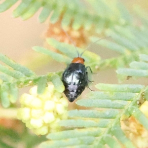 Adoxia benallae at O'Connor, ACT - 27 Jan 2023 09:31 AM