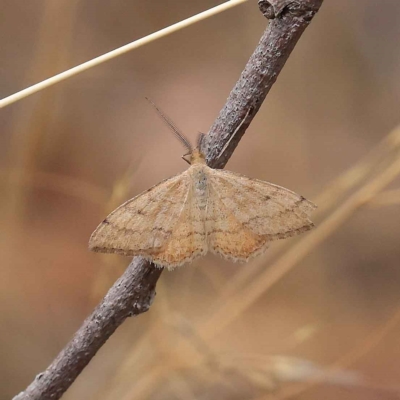 Scopula rubraria (Reddish Wave, Plantain Moth) at O'Connor, ACT - 27 Jan 2023 by ConBoekel