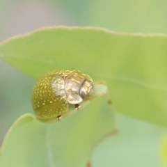 Paropsisterna cloelia (Eucalyptus variegated beetle) at O'Connor, ACT - 26 Jan 2023 by ConBoekel