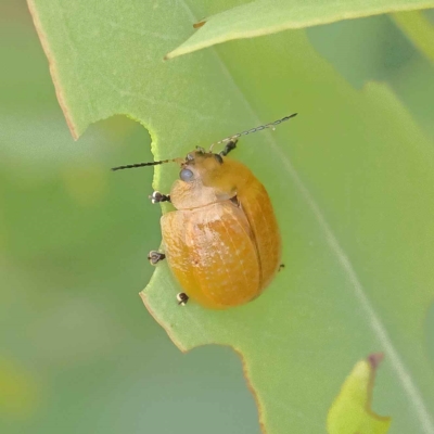 Paropsisterna cloelia (Eucalyptus variegated beetle) at O'Connor, ACT - 26 Jan 2023 by ConBoekel