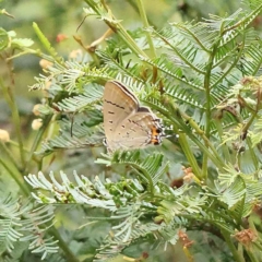 Jalmenus ictinus (Stencilled Hairstreak) at O'Connor, ACT - 27 Jan 2023 by ConBoekel