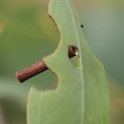 Hemibela (genus) (A Concealer moth) at O'Connor, ACT - 27 Jan 2023 by ConBoekel