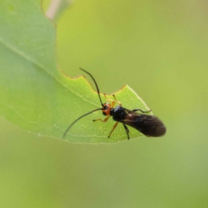 Braconidae (family) at O'Connor, ACT - 27 Jan 2023