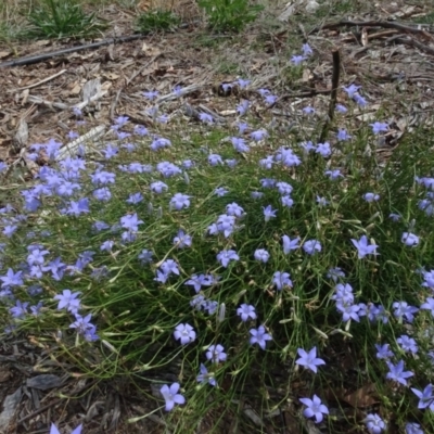 Wahlenbergia capillaris (Tufted Bluebell) at Molonglo Valley, ACT - 12 Mar 2023 by AndyRussell