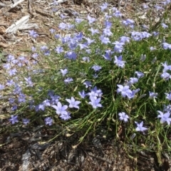 Wahlenbergia capillaris at Molonglo Valley, ACT - 12 Mar 2023