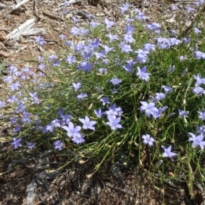 Wahlenbergia capillaris at Molonglo Valley, ACT - 12 Mar 2023