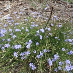 Wahlenbergia capillaris at Molonglo Valley, ACT - 12 Mar 2023 01:56 PM