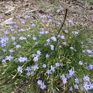 Wahlenbergia capillaris at Molonglo Valley, ACT - 12 Mar 2023