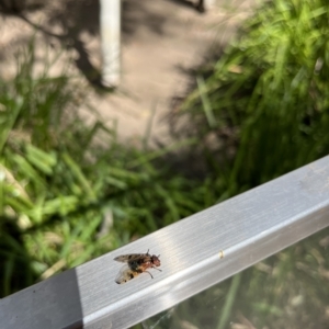 Lamprogaster sp. (genus) at Paddys River, ACT - 26 Feb 2023