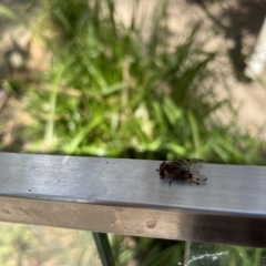 Lamprogaster sp. (genus) at Paddys River, ACT - 26 Feb 2023 10:25 AM