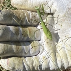 Pseudomantis albofimbriata (False garden mantis) at Campbell, ACT - 12 Mar 2023 by macolless