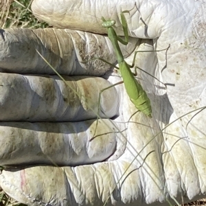 Pseudomantis albofimbriata at Campbell, ACT - 12 Mar 2023 10:54 AM