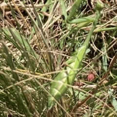 Pseudomantis albofimbriata at Campbell, ACT - 12 Mar 2023