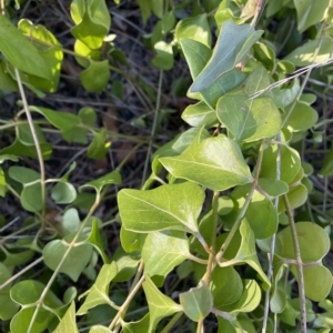 Vinca major at Hackett, ACT - 14 Mar 2023