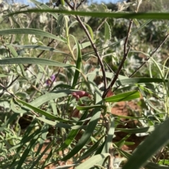 Eremophila longifolia (Weeping Emubush) at Indee, WA - 14 Jul 2022 by MattM