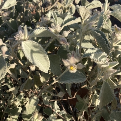 Corchorus incanus at Indee, WA - 14 Jul 2022 by MattM